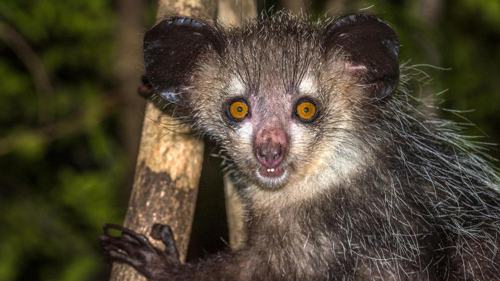 Tsingy de Namoroka National Park