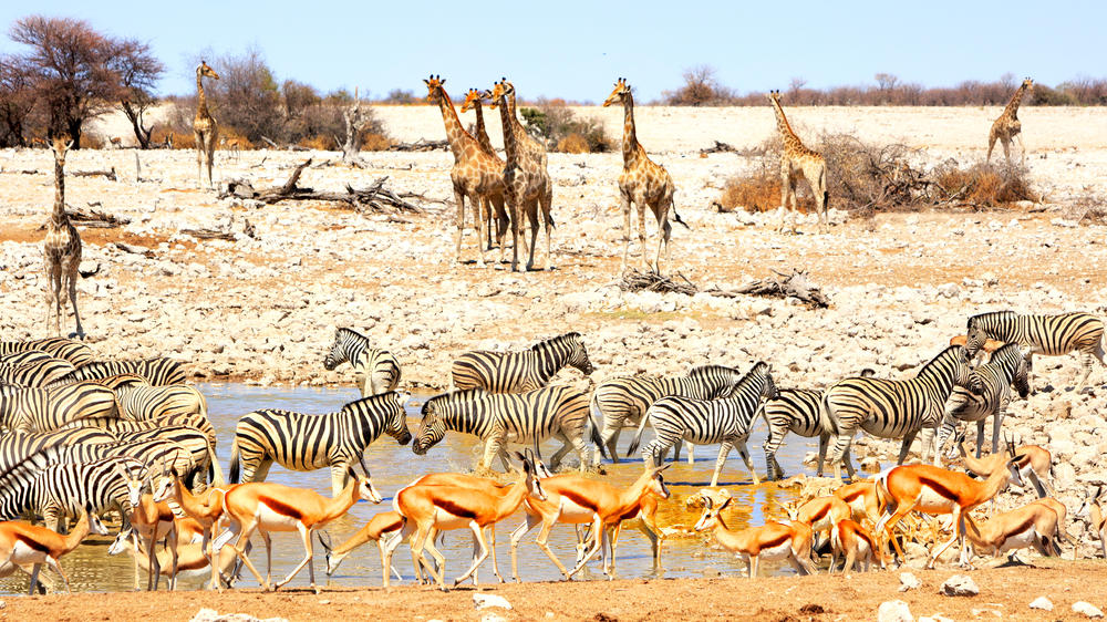 Etosha Heights Private Reserve