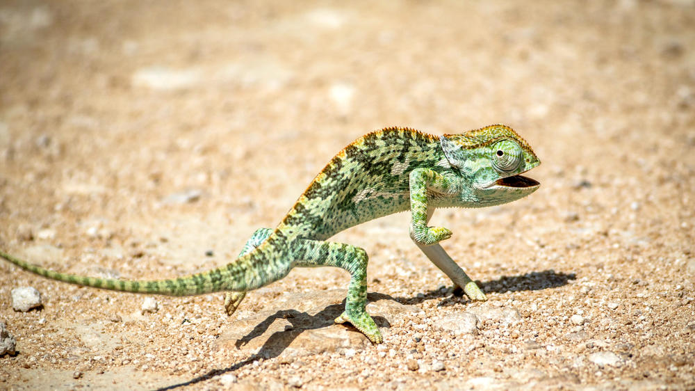 Etosha Heights Private Reserve