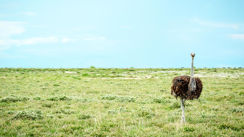 Etosha Heights Private Reserve