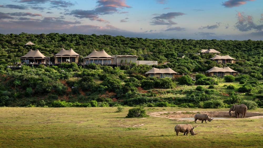 Sindile at Shamwari Private Game Reserve