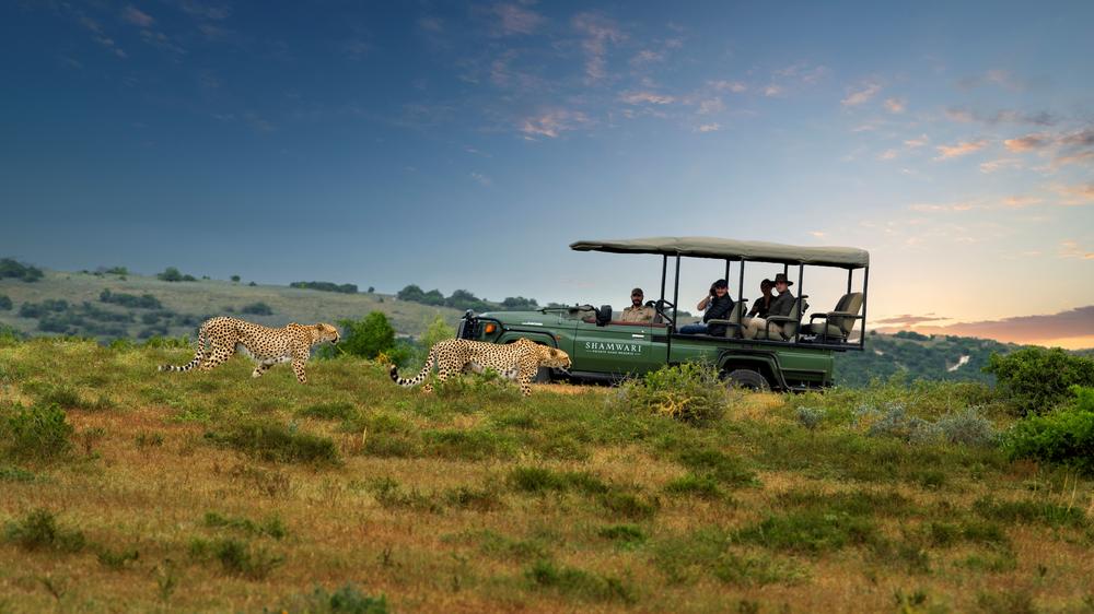 Sindile at Shamwari Private Game Reserve