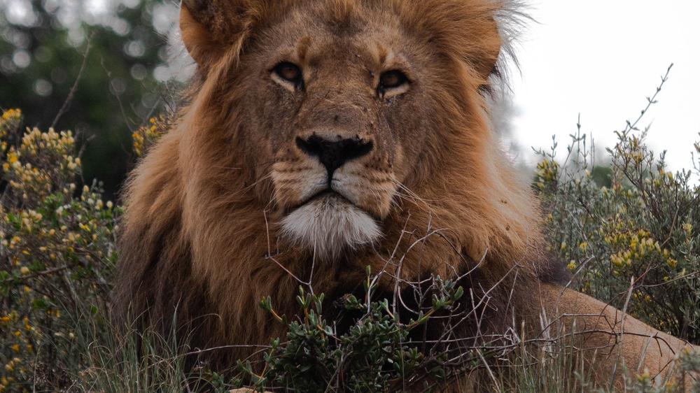 Sindile at Shamwari Private Game Reserve