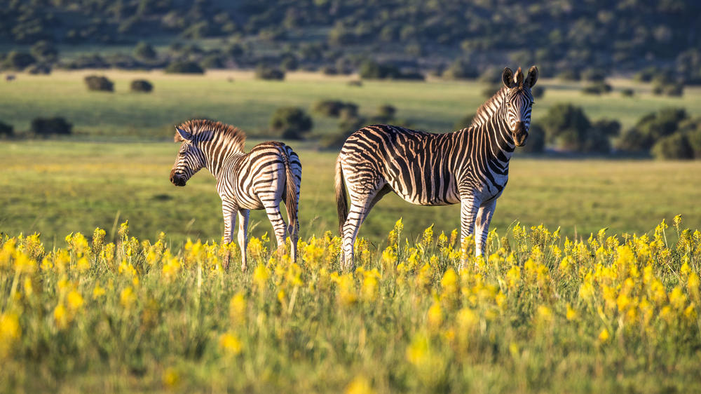 Sindile at Shamwari Private Game Reserve