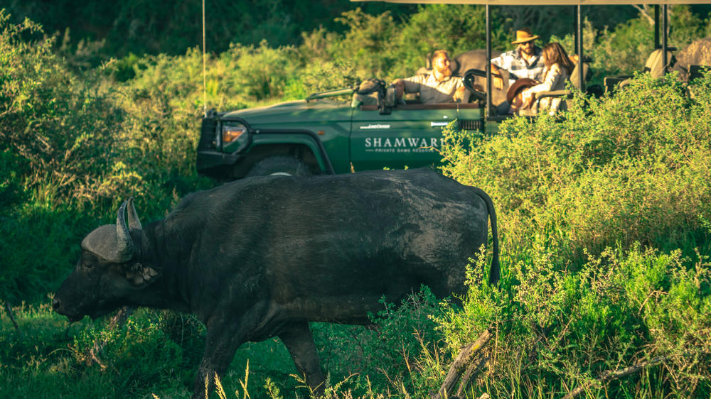 Sindile at Shamwari Private Game Reserve