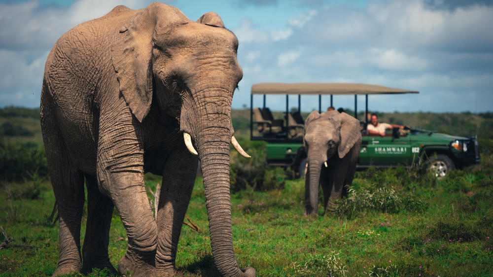 Sindile at Shamwari Private Game Reserve