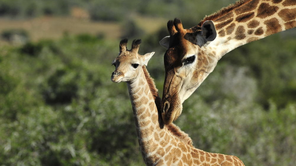 Sindile at Shamwari Private Game Reserve