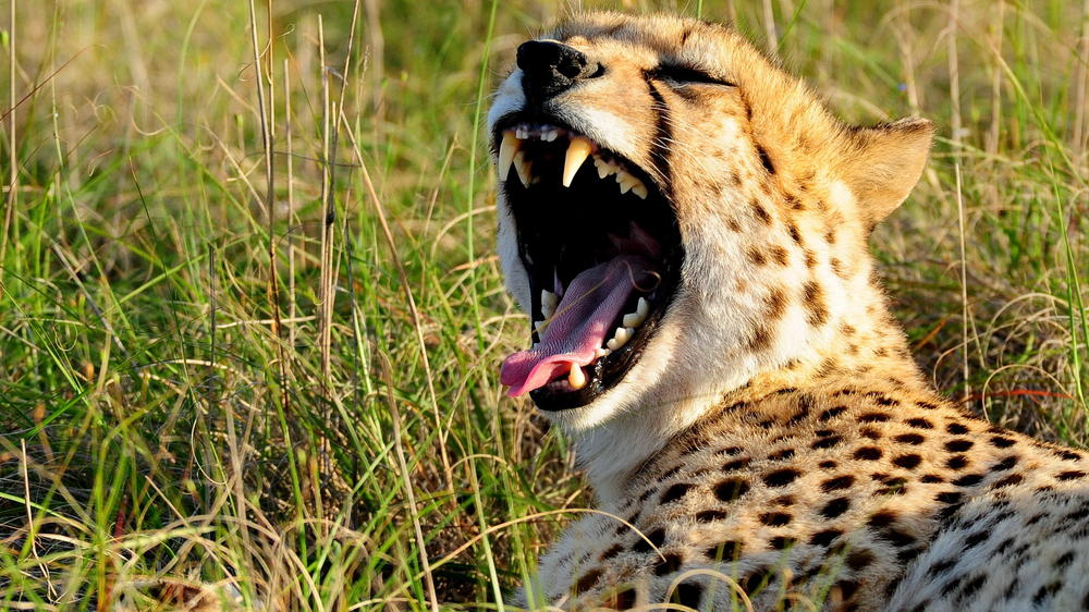 Sindile at Shamwari Private Game Reserve