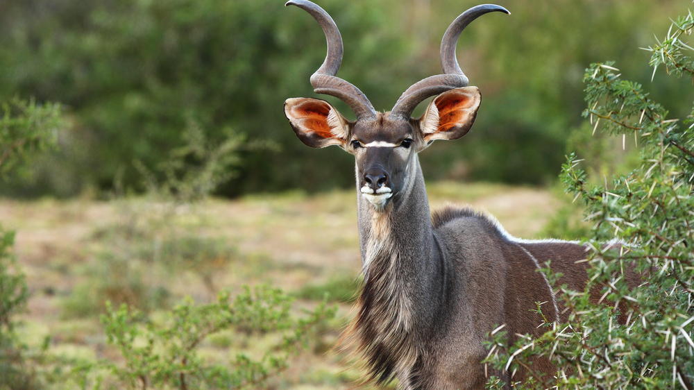 Sindile at Shamwari Private Game Reserve