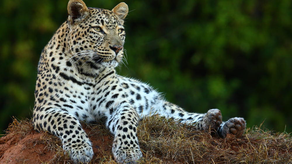 Sindile at Shamwari Private Game Reserve