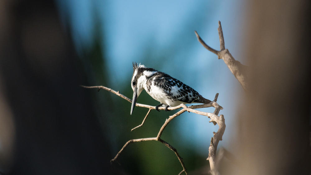 Sindabezi Island Lodge
