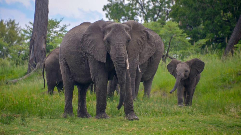 Sindabezi Island Lodge