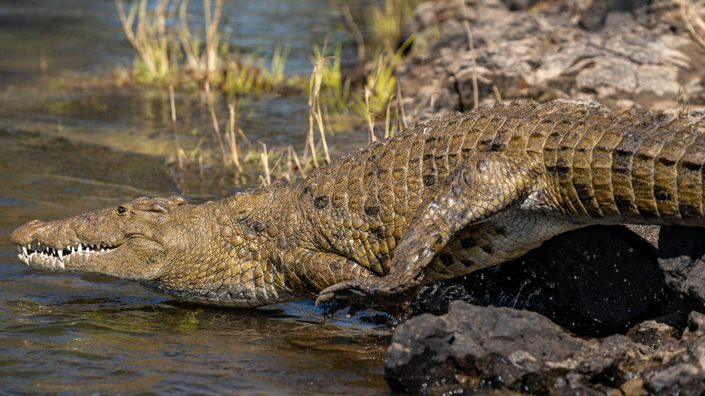 Sindabezi Island Lodge