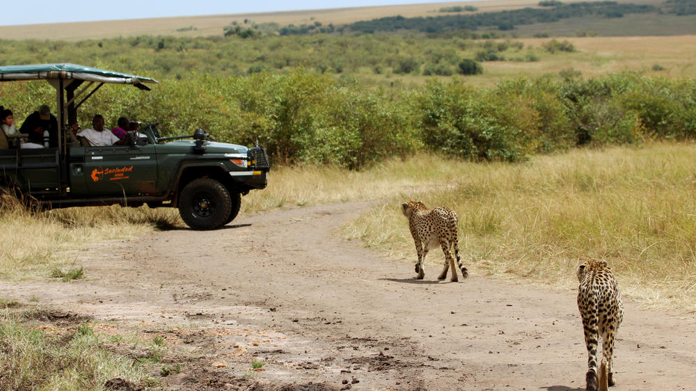 Instinct of the Mara 