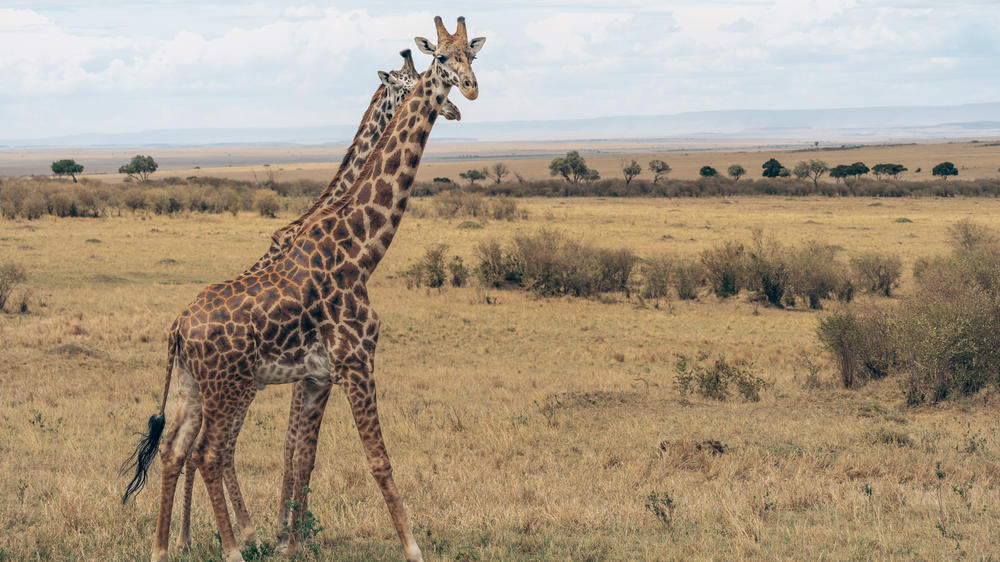 Instinct of the Mara 