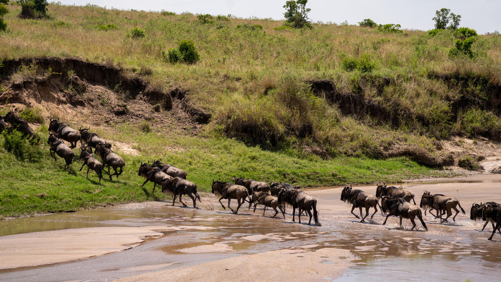 Instinct of the Mara 