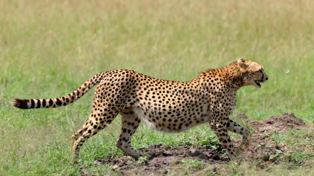 Instinct of the Mara 