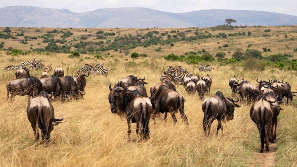 Instinct of the Mara 