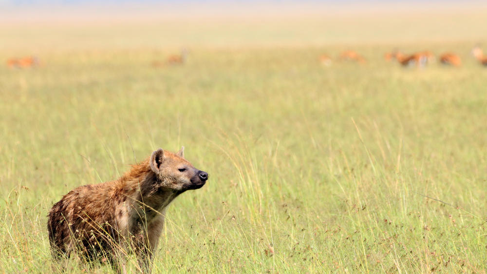 Instinct of the Mara 