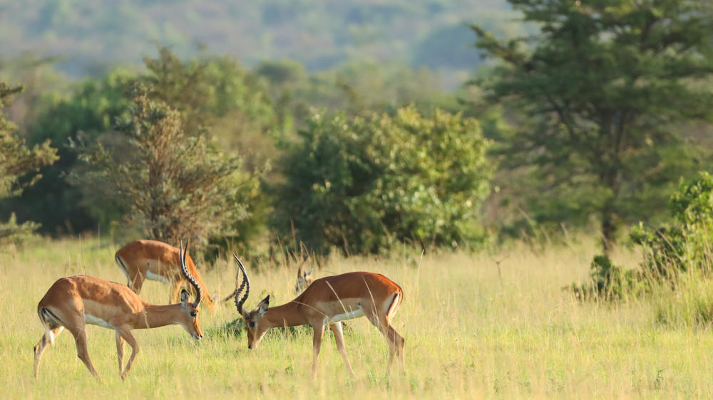 Instinct of the Mara 