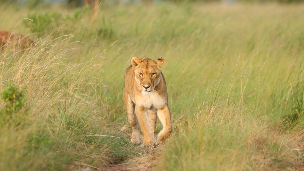 Instinct of the Mara 