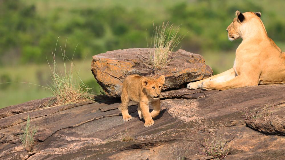 Instinct of the Mara 