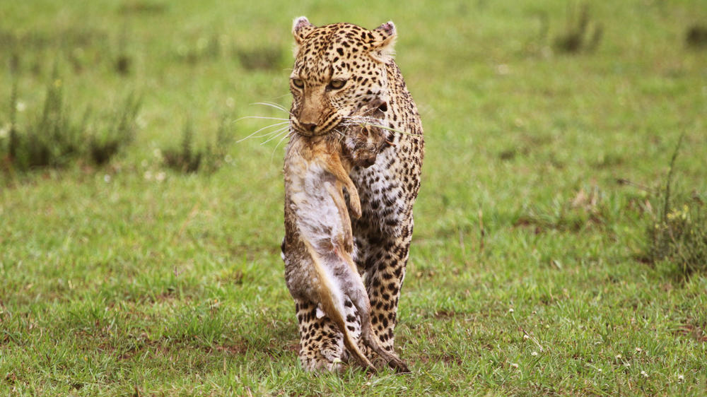 Instinct of the Mara 