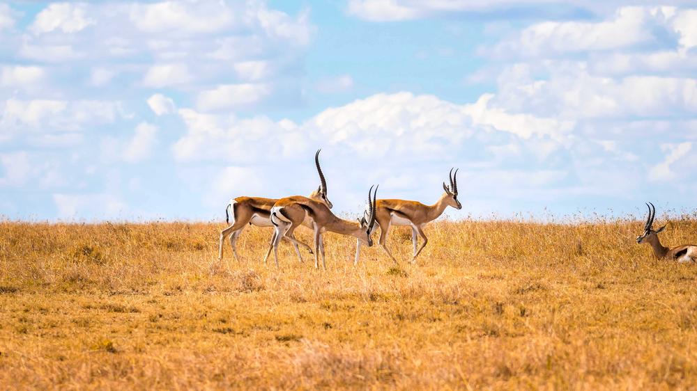 Laikipia