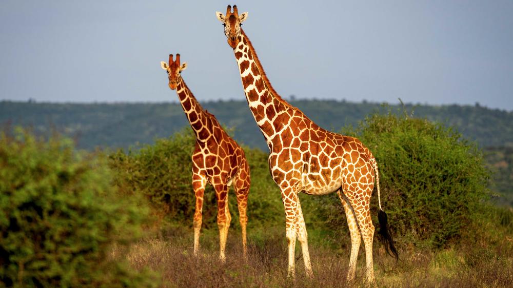 Laikipia