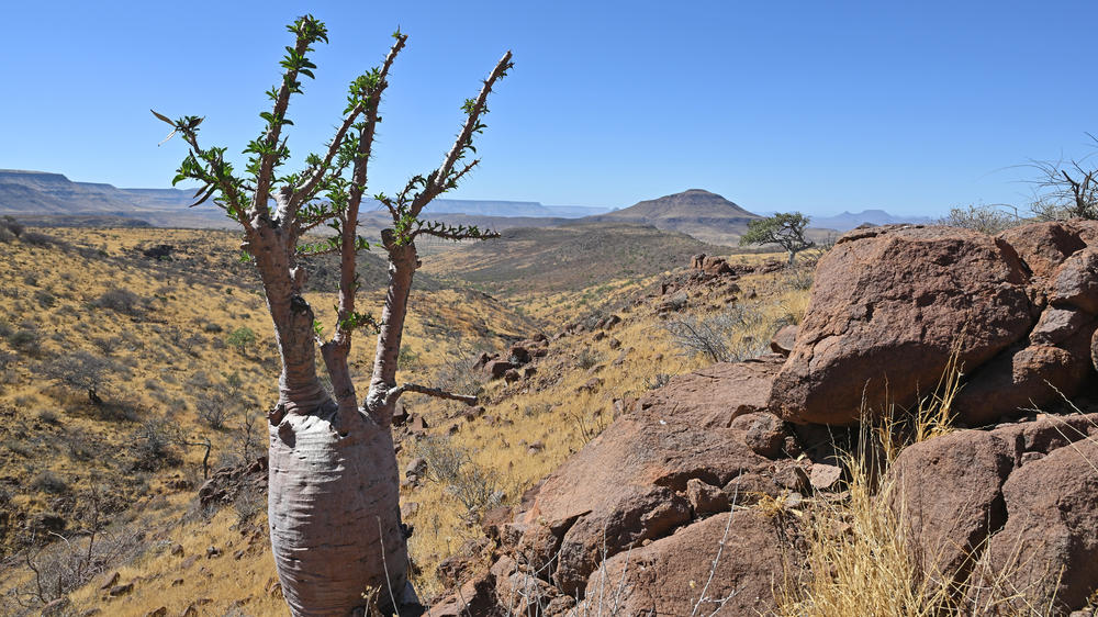 Etendeka Mountain Camp