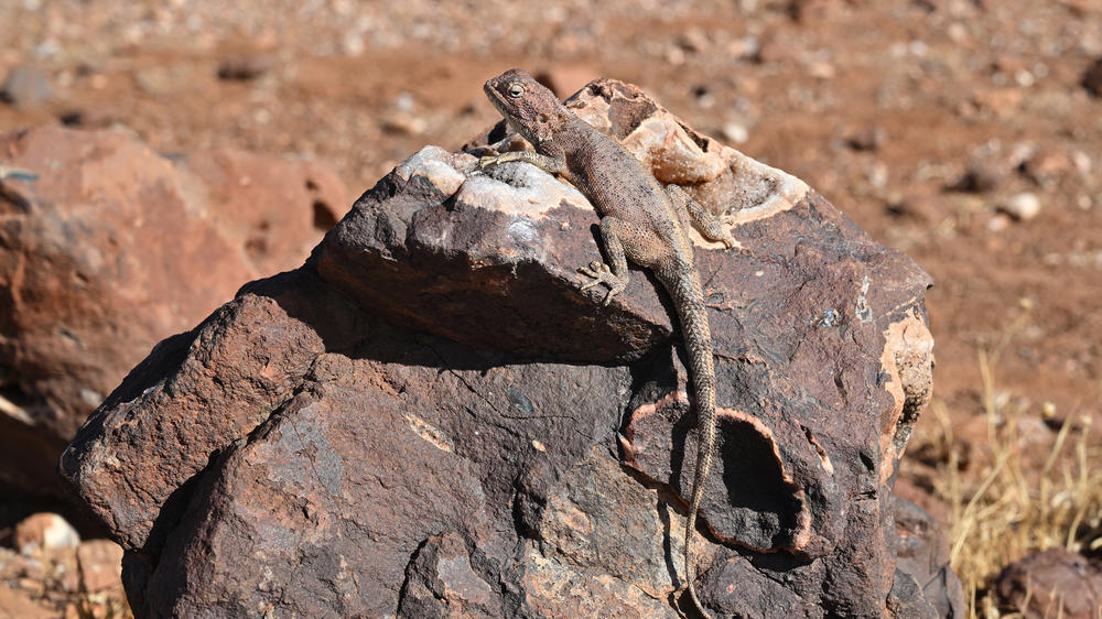 Etendeka Mountain Camp