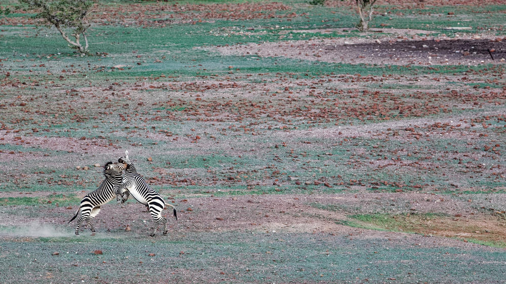 Etendeka Mountain Camp