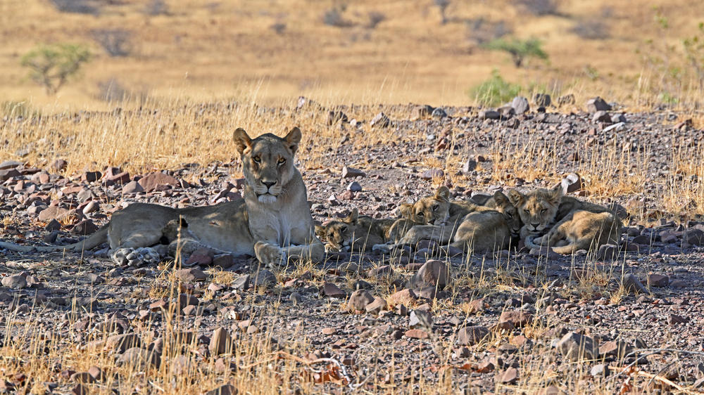 Etendeka Mountain Camp