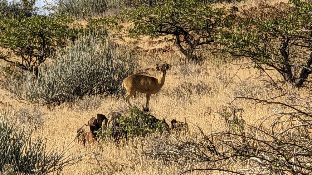 Etendeka Mountain Camp