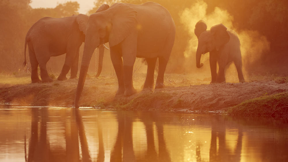 Time + Tide Chongwe Camp