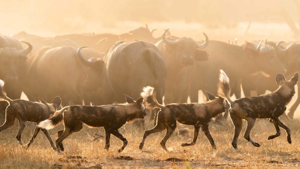 Time + Tide Chongwe Camp