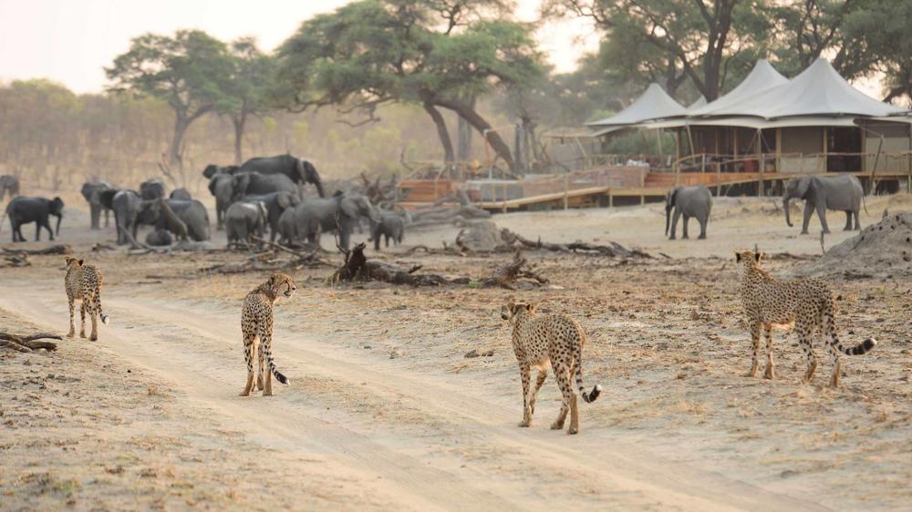 African Bush Camps Somalisa Camp