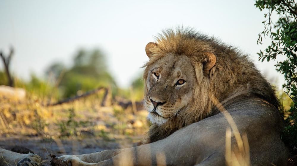 African Bush Camps Somalisa Camp