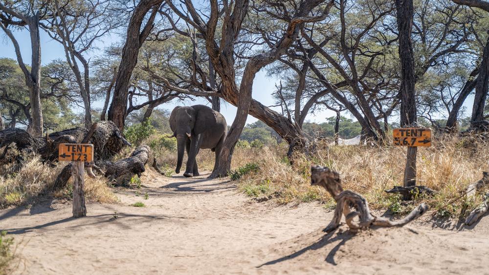 African Bush Camps Somalisa Camp