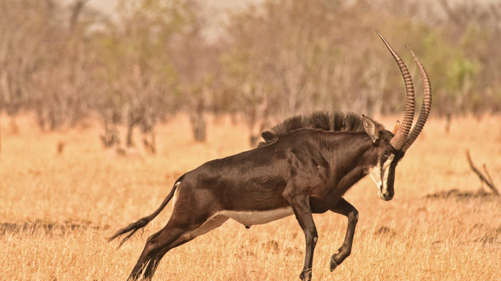 African Bush Camps Somalisa Camp