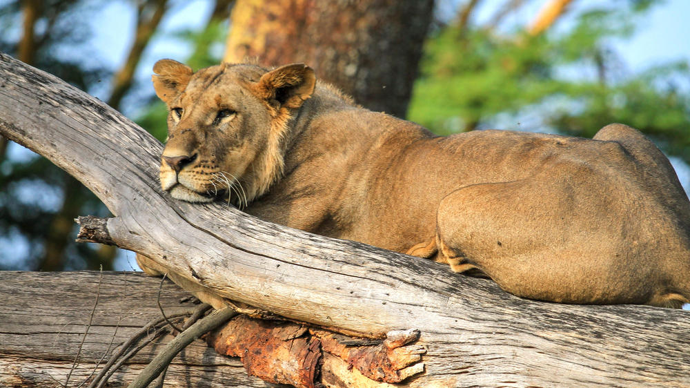 Lake Nakuru National Park