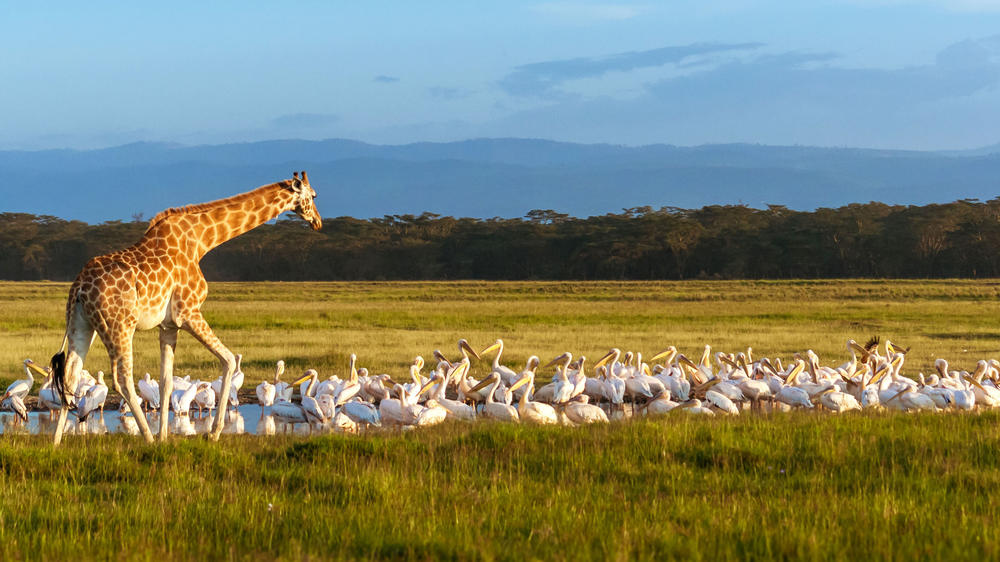Lake Nakuru National Park