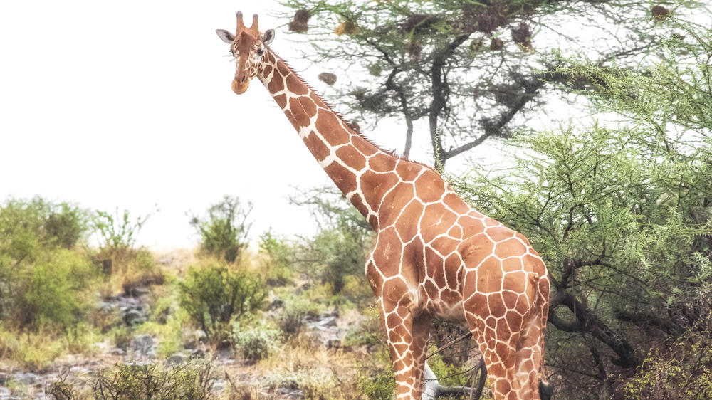Lake Nakuru National Park