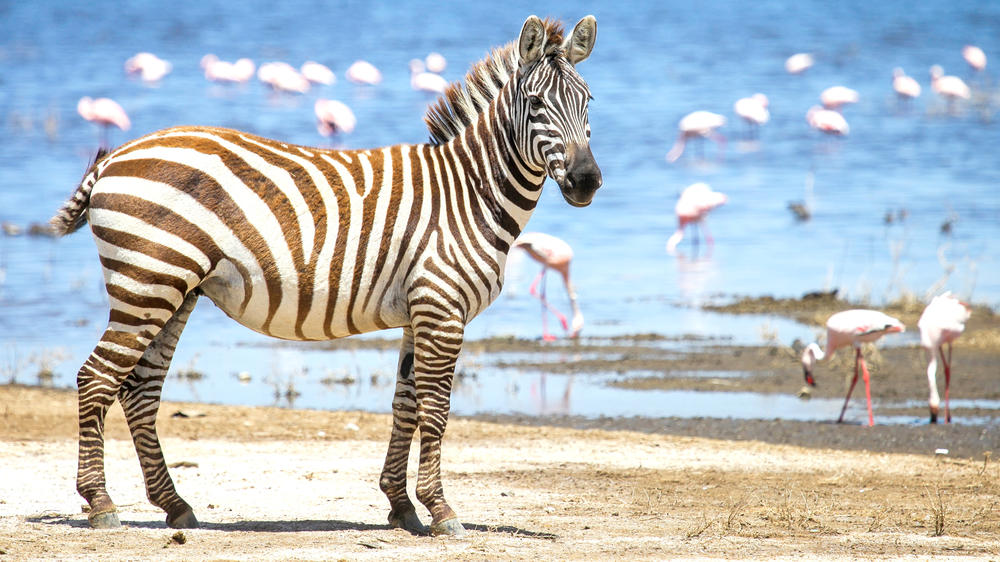 Lake Nakuru National Park