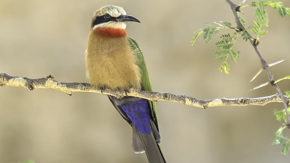 Lake Nakuru National Park