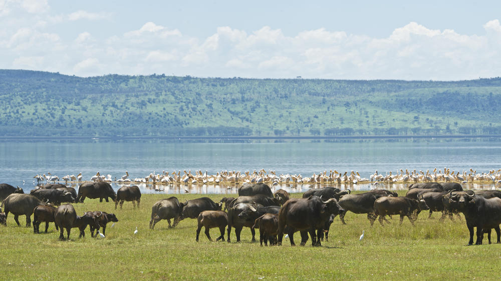 Lake Nakuru National Park