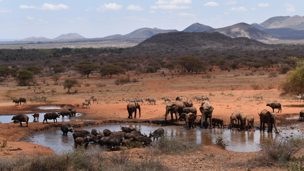 Kilaguni Serena Safari Lodge