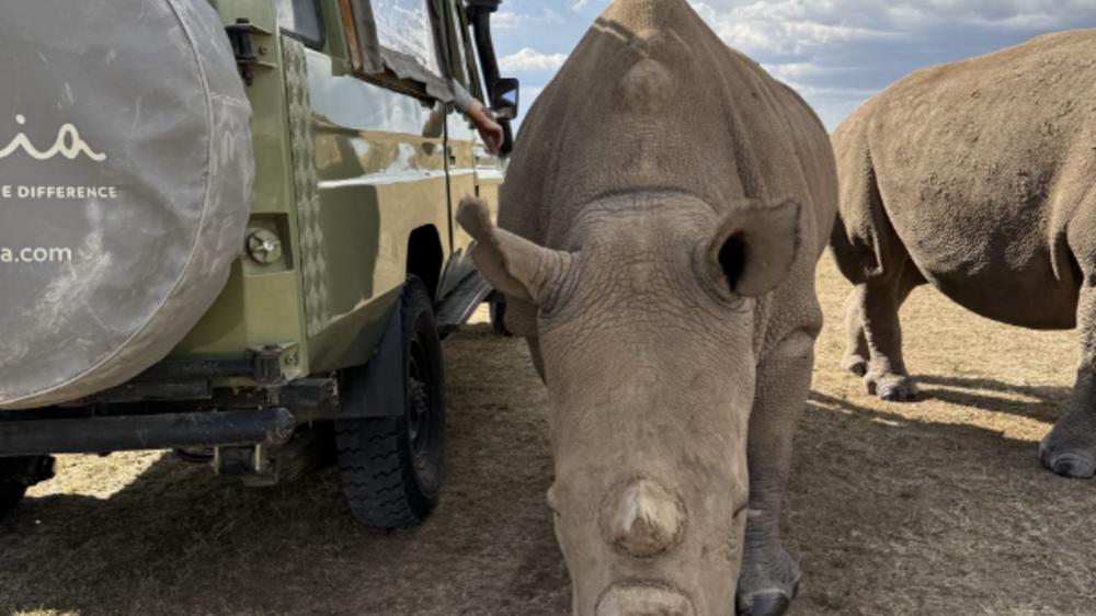Ol Pejeta Bush Camp
