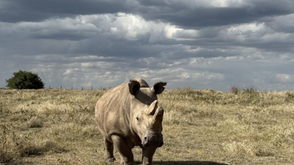 Ol Pejeta Bush Camp