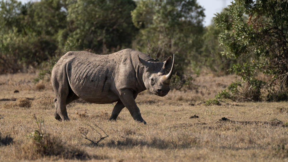 Ol Pejeta Conservancy